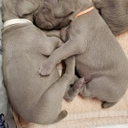 Weimaraner Puppies from Big River Weimaraners