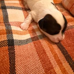 Mr Ben - Black and white male Havanese puppy in Lakeland, Florida from Charlie’s Havanese Angels
