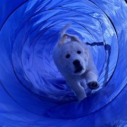 Golden Retriever Puppies from Bramble Berry Goldens