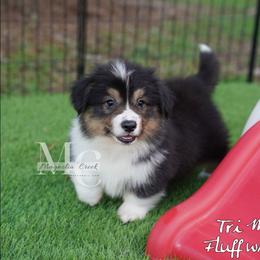 Satin (Tri Fluff Male w Tail) - Black and tan male American Corgi puppy in Straughn, Alabama from Magnolia Creek Corgis