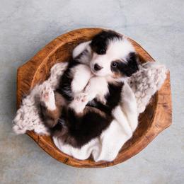 Ross - Black tri-color male Australian Shepherd puppy in Bertram, Texas from Ashley’s Australian Shepherds