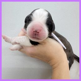 Purple - Mahogany and white female Saint Bernard puppy in Ladysmith, Wisconsin from Northwoods Saint Bernards