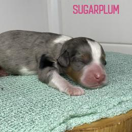 Sugarplum - Blue merle female Bernedoodle puppy in Henry, Illinois from Rowe Farms Doodles