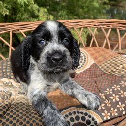 Girl : 3 - Black and white female English Springer Spaniel puppy in Tabor City, North Carolina from Big Bay Kennels LLC