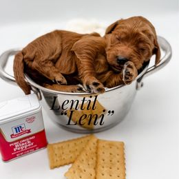 Leni - Red  female Goldendoodle puppy in Mecklenburg County, North Carolina from Rustic Road Doodles