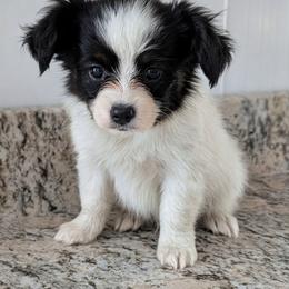Rue - White black and tan male Papillon puppy in Dorset, Ohio from Classy Country Papillons