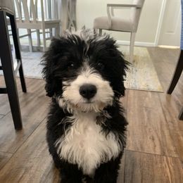 Bernedoodle, Goldendoodle, and Aussiedoodle All Grown Up from Arizona Goldendoodles