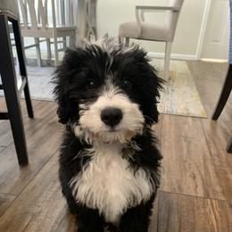 Bernedoodle, Goldendoodle, and Aussiedoodle All Grown Up from Arizona Goldendoodles