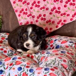 Onyx - Black tri female Miniature Australian Shepherd puppy in California from Eagle River Aussies