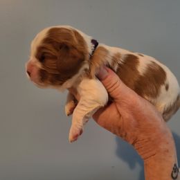 Cavalier King Charles Spaniel Puppies from Infinity Cavaliers