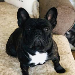Vici - French Bulldog