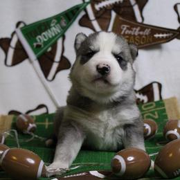 Mint - Gray and white female Siberian Husky puppy in York, Pennsylvania from Spalla Pups