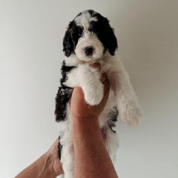 Piper - Black and white female Sheepadoodle puppy in Wabash, Indiana from DOODCompany