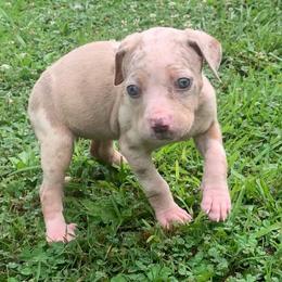 Green collar female - Red merle female Catahoula Leopard Dog puppy in Gadsden, Alabama from Rich Cat’s