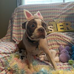 Emery - Boston Terrier