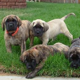 Mastiffs from Van D Mastiffs