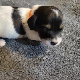Dachshund Puppies from Weenies on the Lake