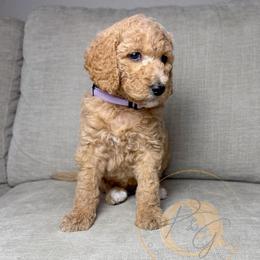 Dreamsicle (lavender collar) - Apricot female Goldendoodle puppy in Murrieta, California from Apricot Poodles & Goldendoodles, LLC