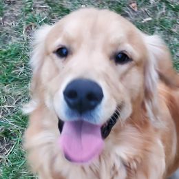 Hoosier - Golden Retriever