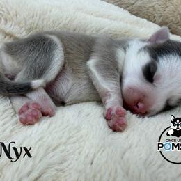 Nyx - Blue female Pomsky puppy in Eastman, Georgia from Once Upon A Pomsky