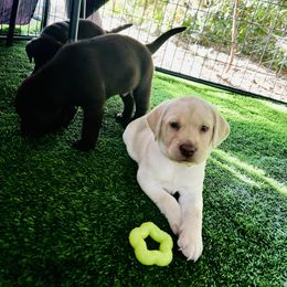 Bella - Yellow female Labrador Retriever puppy in Pilot Hill, California from Houston Labradors