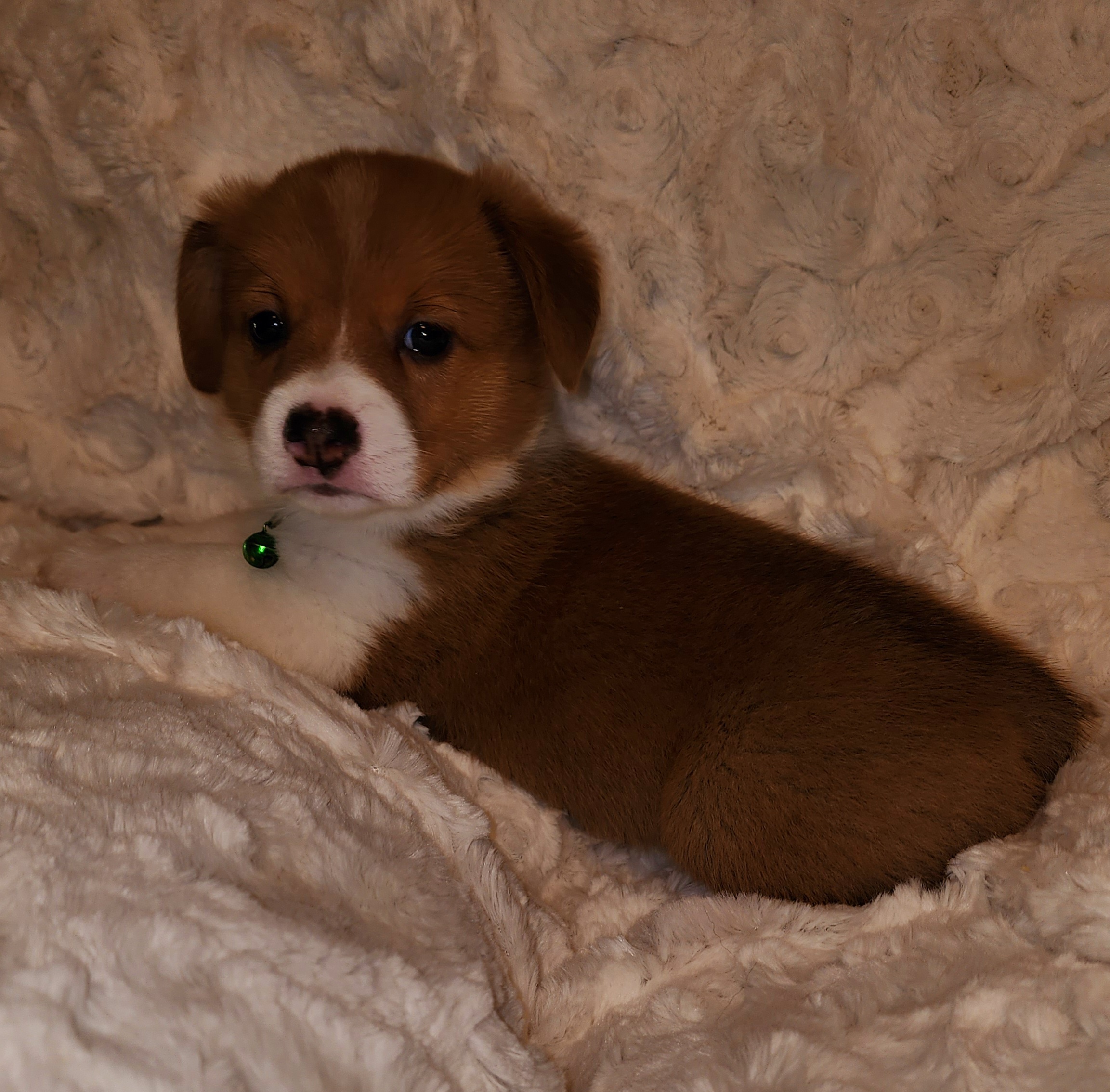 Pembroke Welsh Corgi Puppies from Tiny Titans K9