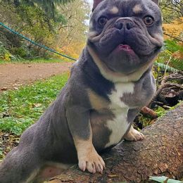 French Bulldogs from South Hill Frenchies