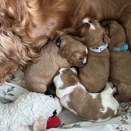 Cavalier King Charles Spaniel Puppies from Crosby's Cavaliers