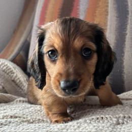 Scarlet - Red female Dachshund puppy in Mesa, Arizona from Ruby Desert Doxies