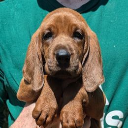 Midnight  (black collar) - Redbone Coonhound puppy from Cedar Forest Redbones