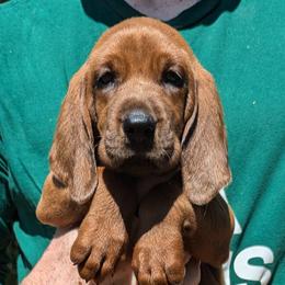 Midnight  (black collar) - Redbone Coonhound puppy from Cedar Forest Redbones