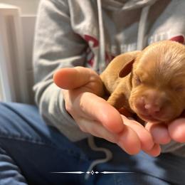Dachshund Puppies from 208 Dox Dynasty
