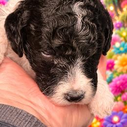Spruce - Parti male Goldendoodle puppy in Allegan, Michigan from Cocoa Doodles
