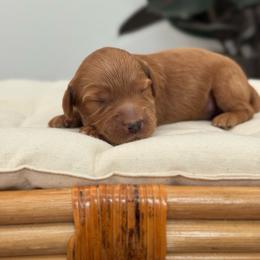 Boy 2 - Red  male Goldendoodle puppy in Elk Grove, California from Doodles by Faith