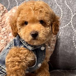Churro - Red male Maltipoo puppy in Bakersfield, California from Silvia's Maltipoos