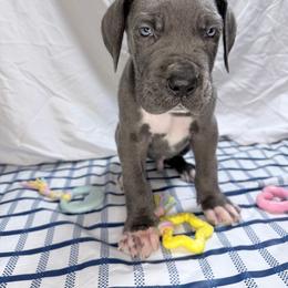 Loki - Blue male Great Dane puppy in Gonzales, Louisiana from Anstatt House Of Danes