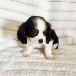 Buttons - Tri-color male Cavalier King Charles Spaniel puppy in Wilburton, Oklahoma from My Kids Kennel