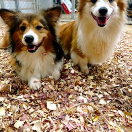 Pembroke Welsh Corgi puppies from Southern Raised Corgis