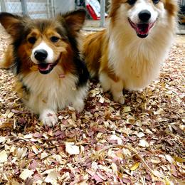 Pembroke Welsh Corgi puppies from Southern Raised Corgis