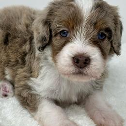 Isreal - Tri-color male Bernedoodle puppy in Oologah, Oklahoma from Timber Hills Poodles and Doodles