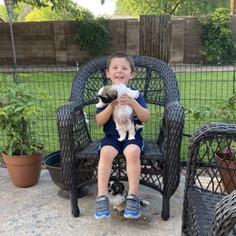 Shih Tzu Puppies from Willow Lane Shih Tzus