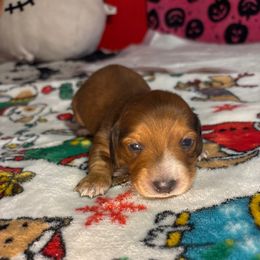 Black collar - Red male Dachshund puppy in San Antonio, Texas from Bear Bear's House of Doxies