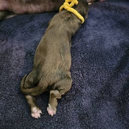 Gourd - Brown and white male Portuguese Water Dog puppy in Beverly Hills, Florida from Allegiance Portuguese Water Dogs
