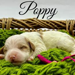 Poppy - Parti female Goldendoodle puppy in Travelers Rest, South Carolina from Bailey Mountain Doodles