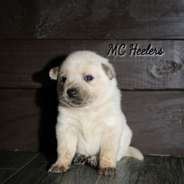 Scarlett - Red speckled female Australian Cattle Dog puppy in Runnels County, Texas from MC Heelers & Aussies