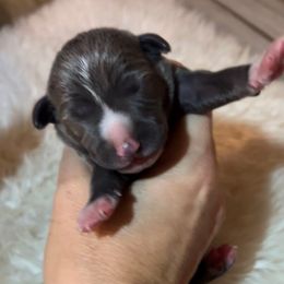 Wishbone - Blue male Italian Greyhound puppy in Southwest Florida, Florida from Woofford Italian Greyhounds