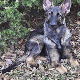 German Shepherd Puppies from Casamoko German Shepherds