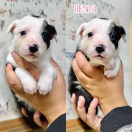 Zenyatta - Black and white female Border Collie puppy in Oakley, California from Von Guadachi German Shepherds & Audacity Border Collies