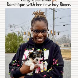 Biewer Terrier and Yorkshire Terrier Puppies from Southeast Biewers