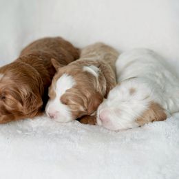 Goldendoodle Puppies from Blissful Doodles